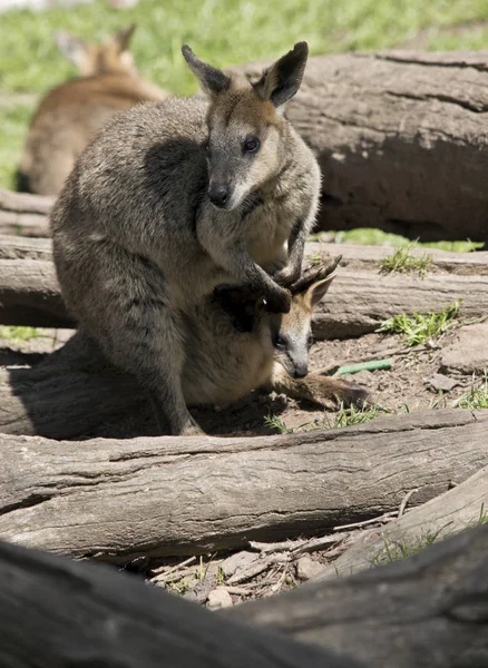 Pantano Wallaby Tiene Bebé Bolsa —  Fotos de Stock