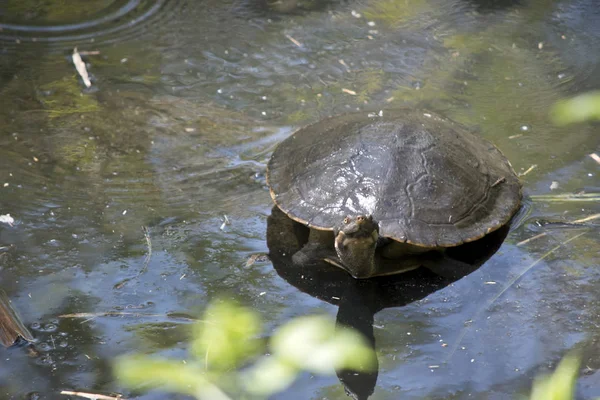 Schildpad Het Water Zoek Naar Voedsel — Stockfoto