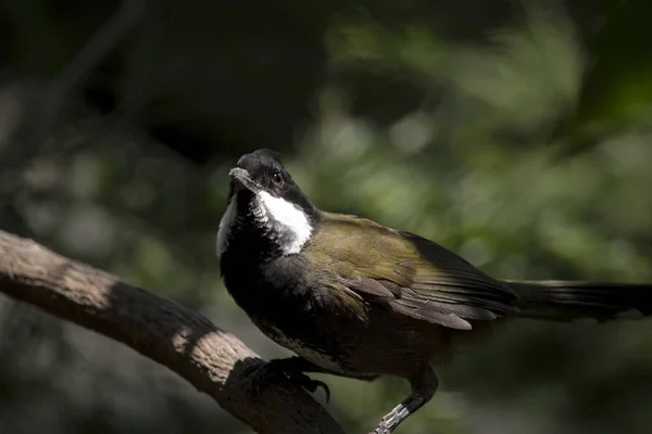 Eastern Whipbird Perched Bush — Stock Photo, Image