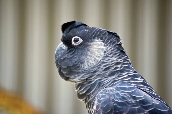 Dit Een Zijaanzicht Van Een White Tailed Zwarte Kaketoe — Stockfoto