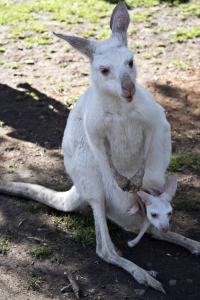 Albino Western Grey Kangaroo Has Joey Her Pouch — Stock Photo, Image