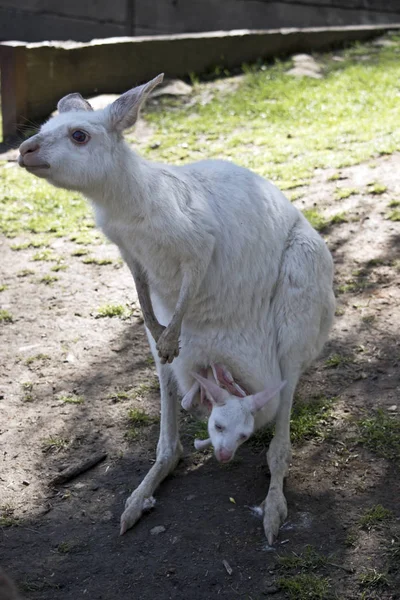 Albino Western Kangur Szary Joey Jej Torebce — Zdjęcie stockowe