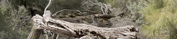 Een Boom Gedaald Het Bos — Stockfoto