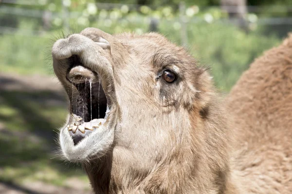 Dies Ist Eine Nahaufnahme Eines Kamels Mit Offenem Maul — Stockfoto