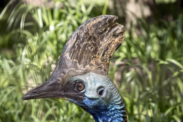 Boční Pohled Cassowary — Stock fotografie