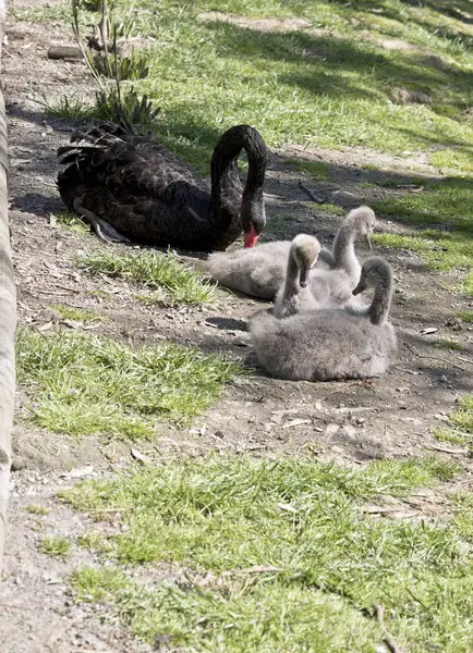 Cisne Está Cuidando Seus Três Cygnets — Fotografia de Stock