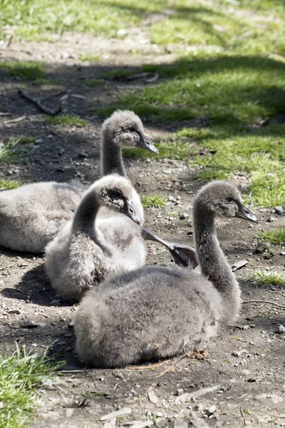 Los Tres Cygnets Están Descansando Sobre Hierba — Foto de Stock