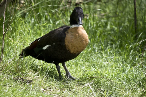 Avustralya Shelduck Uzun Otların Arasında Yürüyor — Stok fotoğraf