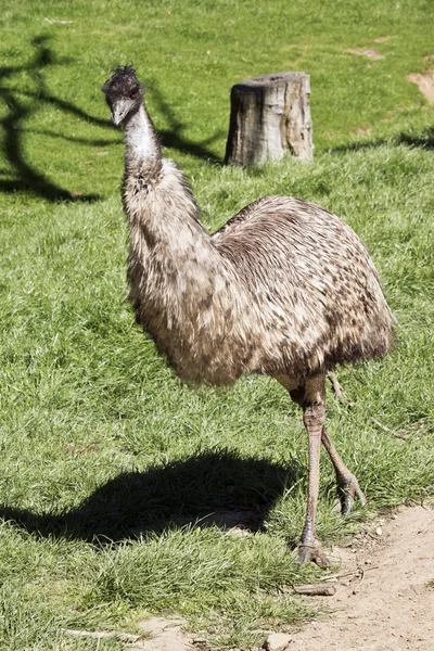 Australian Emu Can Fly Walks — Stock Photo, Image