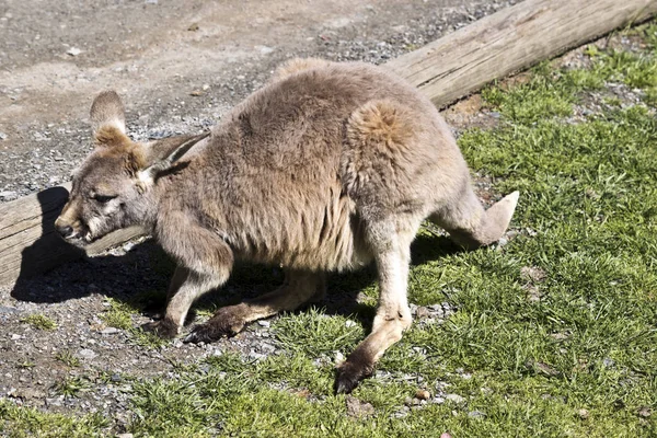 Kırmızı Kanguru Joey Çimlere Dinleniyor — Stok fotoğraf
