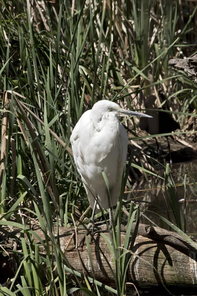 小さな白鷺が食べ物を探して長い草に隠れています — ストック写真