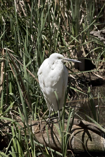 Der Seidenreiher Versteckt Sich Langen Gras Auf Der Suche Nach — Stockfoto