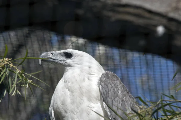 Dit Een Sluiten Van Een Zee Eagle — Stockfoto