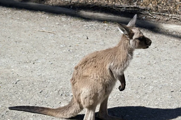 Canguru Cinza Ocidental Joey Está Suas Patas Traseiras — Fotografia de Stock