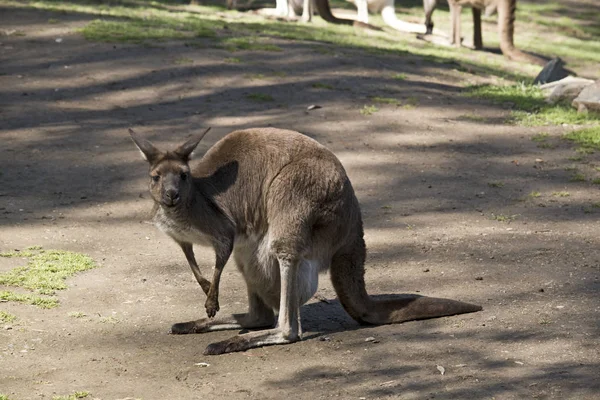 Esta Una Vista Lateral Wallaby — Foto de Stock