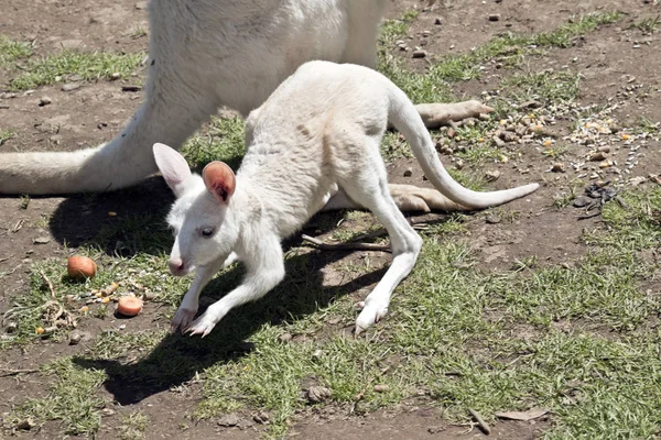 Albino Kanguru Joey Için Yiyecek Arıyor — Stok fotoğraf