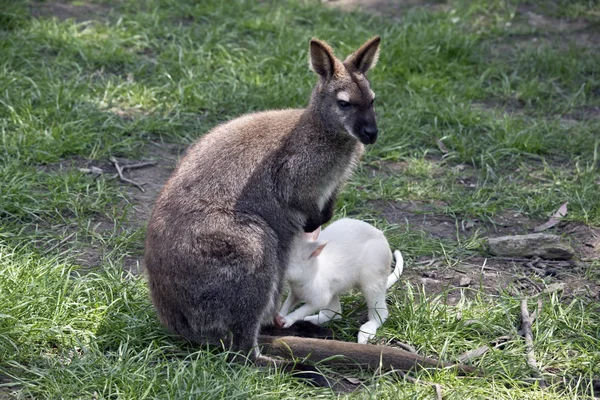 Wallaby Pescoço Vermelho Está Amamentando Seu Bebê Joey — Fotografia de Stock