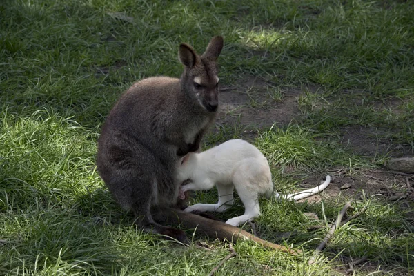 Kızıl Boyunlu Kanguru Onun Bebek Joey Hemşirelik — Stok fotoğraf