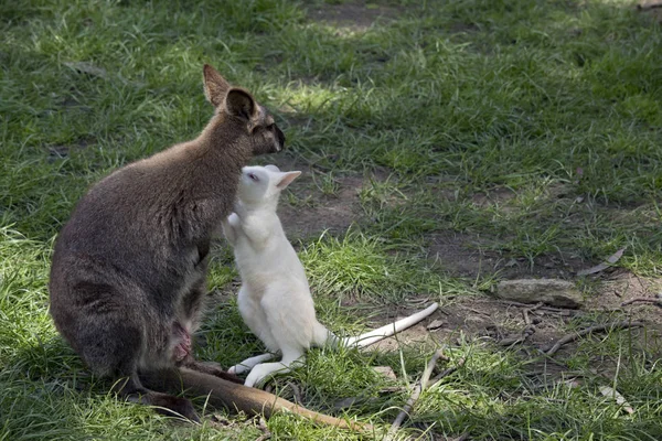 Red Necked Wallaby Next Her Joey — Stock Photo, Image