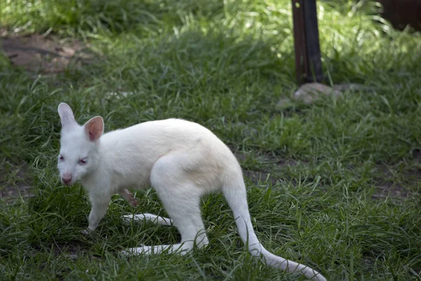 Albino Vermelho Pescoço Albino Wallaby Joey Está Comendo Grama — Fotografia de Stock