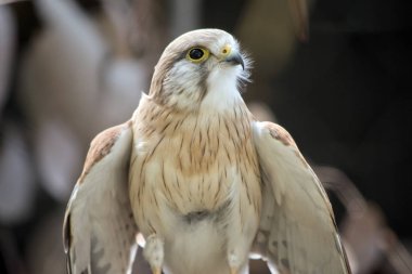 Nankin kerkenezi yakın bu