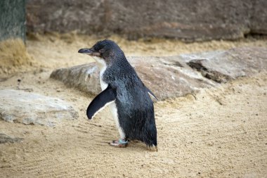 Bu bir peri pengueninin yan görüntüsü.