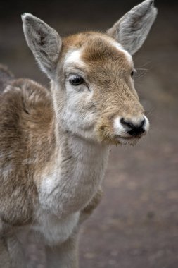 Genç geyik yakın bu