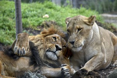 aslan ve aslan birlikte dinlenme çim döşeme