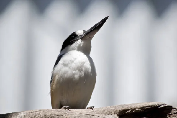 Detta Närbild Skog Kungsfiskare — Stockfoto