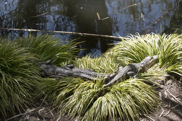 Drie Alligators Rusten Zon — Stockfoto