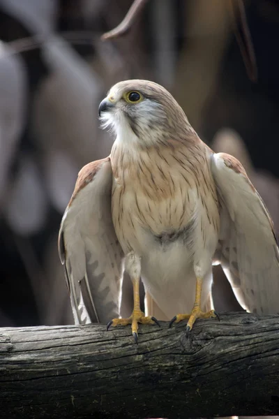 Nankeen Kestrel Ready Take — Stock Photo, Image