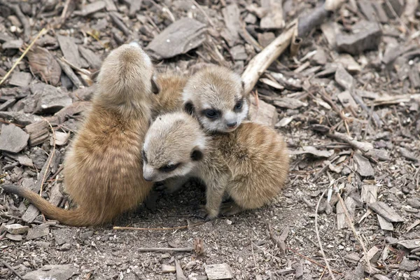 Fiatal Meerkat Készletek Összebújva — Stock Fotó