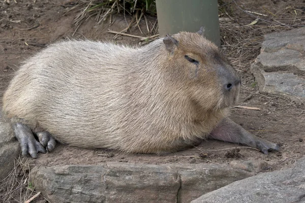 Kapybara Det Största Gnagarart — Stockfoto