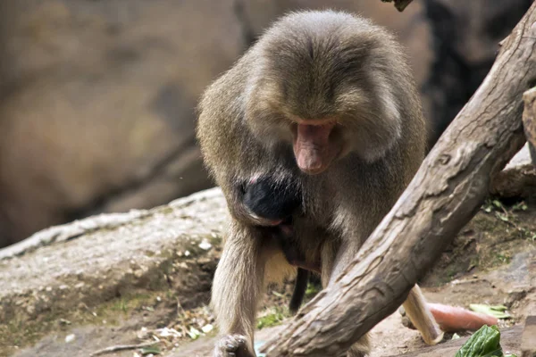 Baboon Mother Holding Her Infant Her Chest — Stock Photo, Image