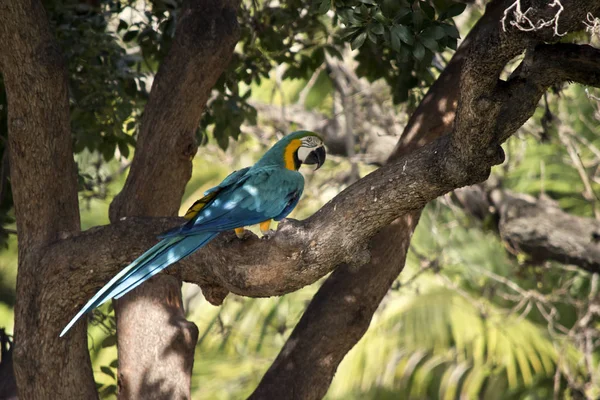 Blue Gold Macaw Tree Branch — Stock Photo, Image