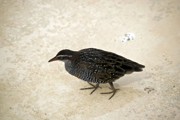 Esta Uma Visão Lateral Buff Banded Rail Andando Água — Fotografia de Stock