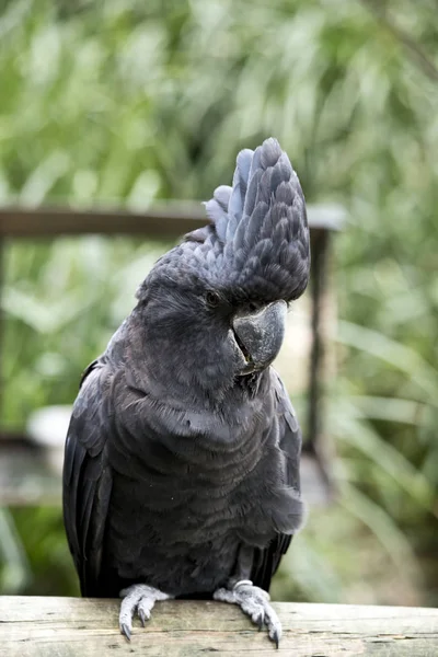 Cacatúa Negra Cola Roja Está Sentada Una Valla —  Fotos de Stock