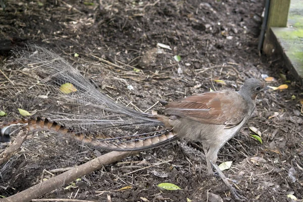 Ini Adalah Pemandangan Samping Burung Gagak — Stok Foto