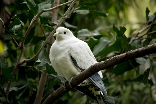 托伦岛的鸽子栖息在一棵树上 — 图库照片