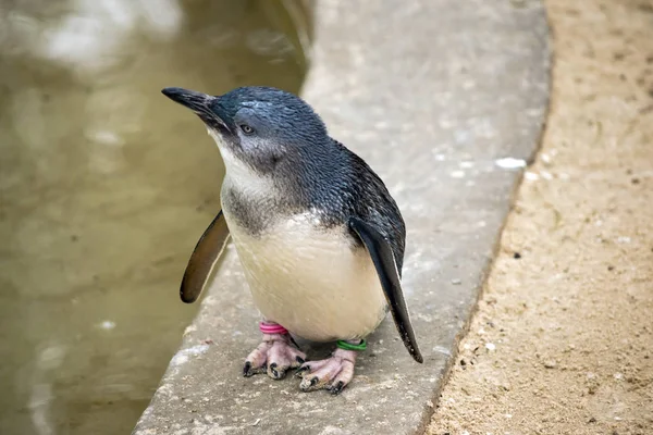 the fairy penguin is about to jump into the water