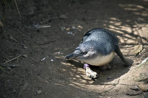 Pequeño Pingüino Está Vagando Por Camino Tierra —  Fotos de Stock