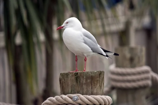 Gaviota Está Pie Muelle —  Fotos de Stock