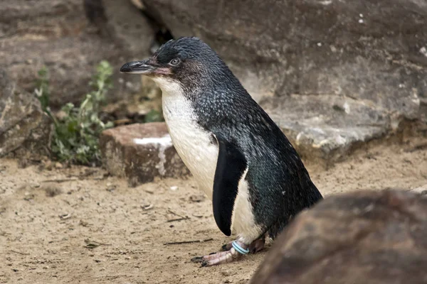 Side View Fairy Penguin Sand — Stock Photo, Image