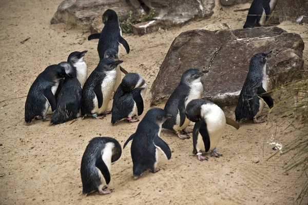 Dies Ist Eine Kolonie Von Feenpinguinen Sand — Stockfoto