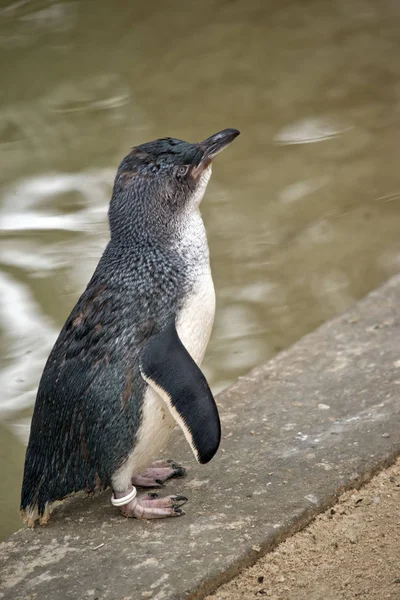 Esta Una Vista Lateral Pingüino Hadas — Foto de Stock