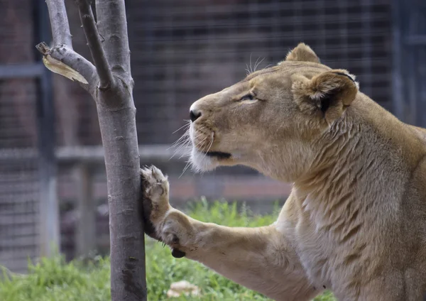 Side View Lioness Leaning Tree — Stock Photo, Image