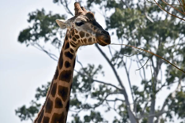 Questo Primo Piano Una Giraffa — Foto Stock