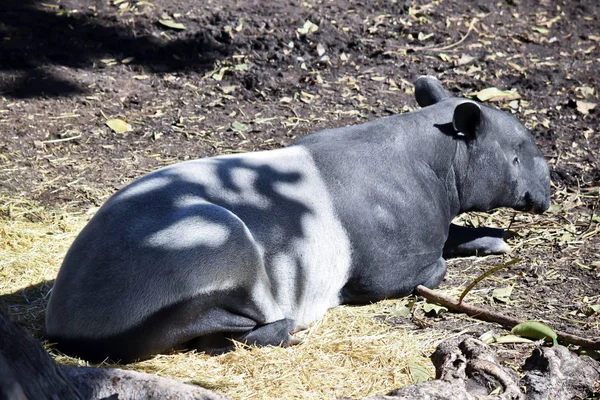 Tapiro Malese Riposa All Ombra Grande Albero — Foto Stock