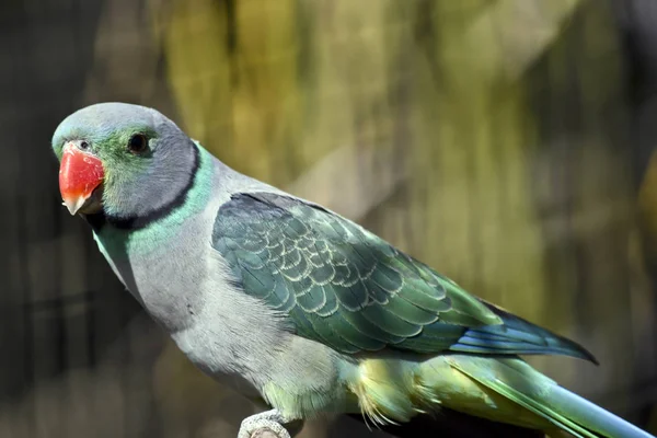 Close Malabar Parakeet — Stock Photo, Image