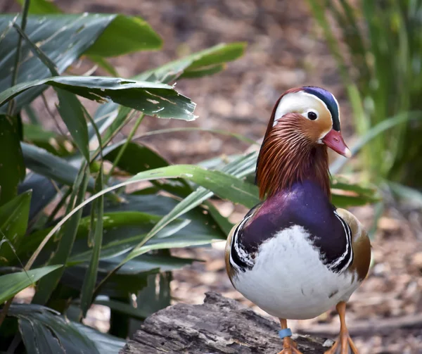 Canard Mandarine Mâle Est Debout Sur Tronc — Photo